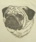 画像3: 80'S EARL SHERWAN "PUG" シングルステッチ 半袖 Tシャツ ホワイト USA製 (VINTAGE) (3)