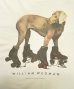 画像3: 90'S WILLIAM WEGMAN "ROLLER ROVER" FOTOFOLIO製 シングルステッチ 半袖 Tシャツ ホワイト USA製 (VINTAGE)