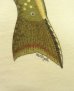 画像5: 90'S ORVIS バックプリント シングルステッチ 半袖 Tシャツ ナチュラル (VINTAGE) (5)