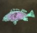 画像3: 80'S FISH PRINT シングルステッチ 半袖 Tシャツ フェードブラック USA製 (VINTAGE) (3)