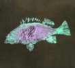 画像3: 80'S FISH PRINT シングルステッチ 半袖 Tシャツ フェードブラック USA製 (VINTAGE)